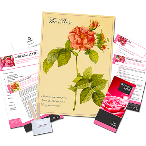 Name a Rose Gift - Rose Pack  Name a Rose Gift - Rose Pack